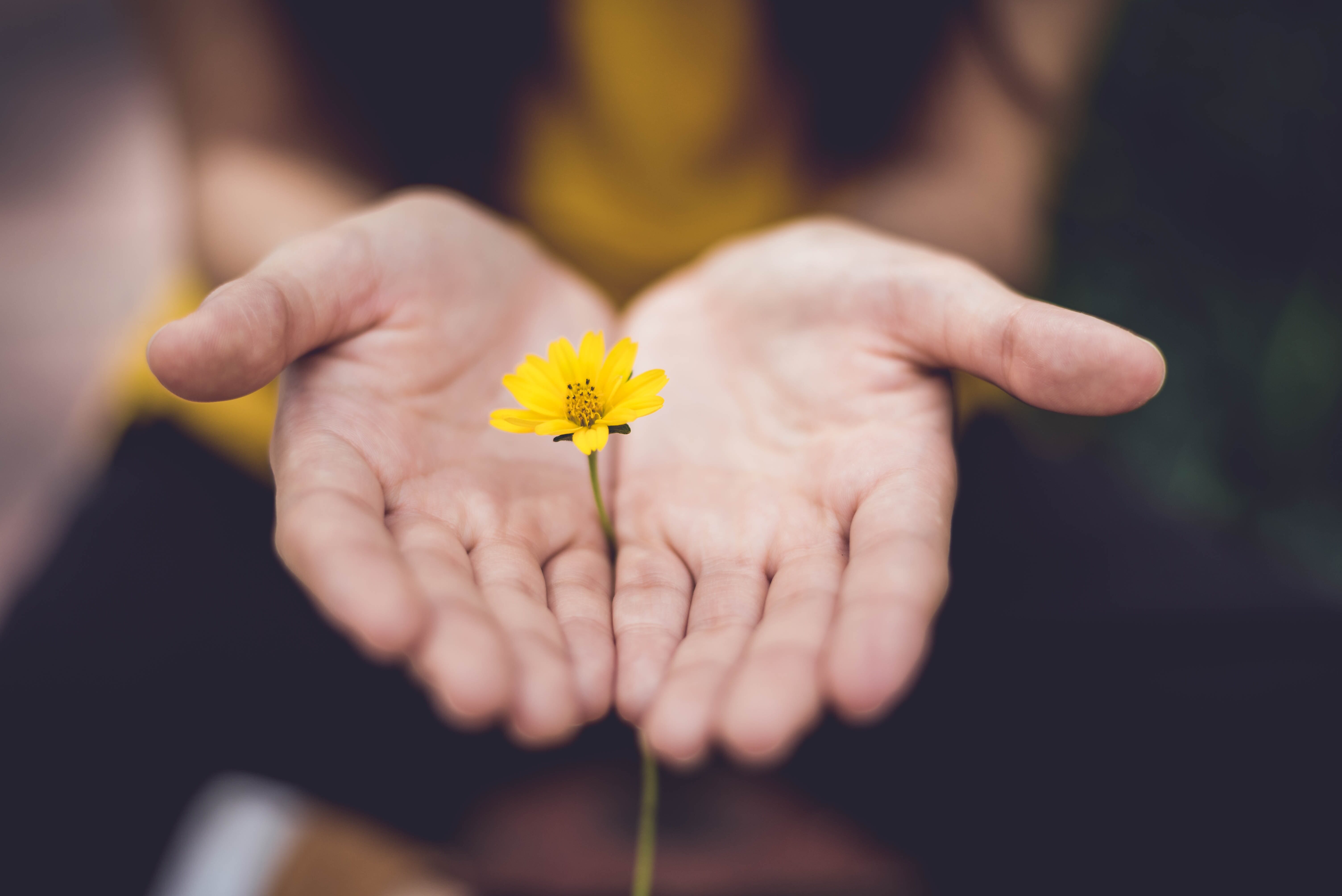 woman holding small yellow flower in her hands