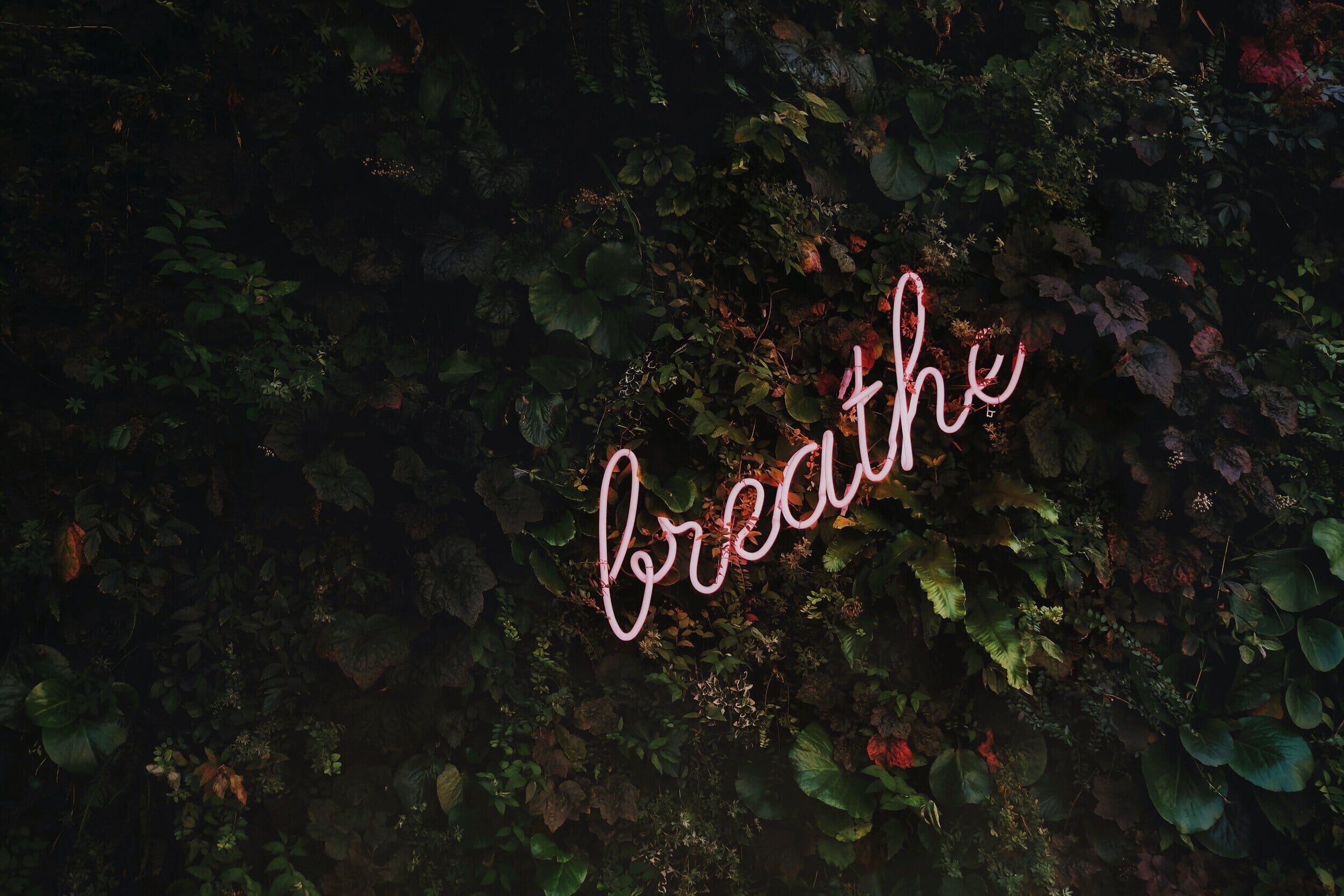 neon "breathe" sign on an ivy wall