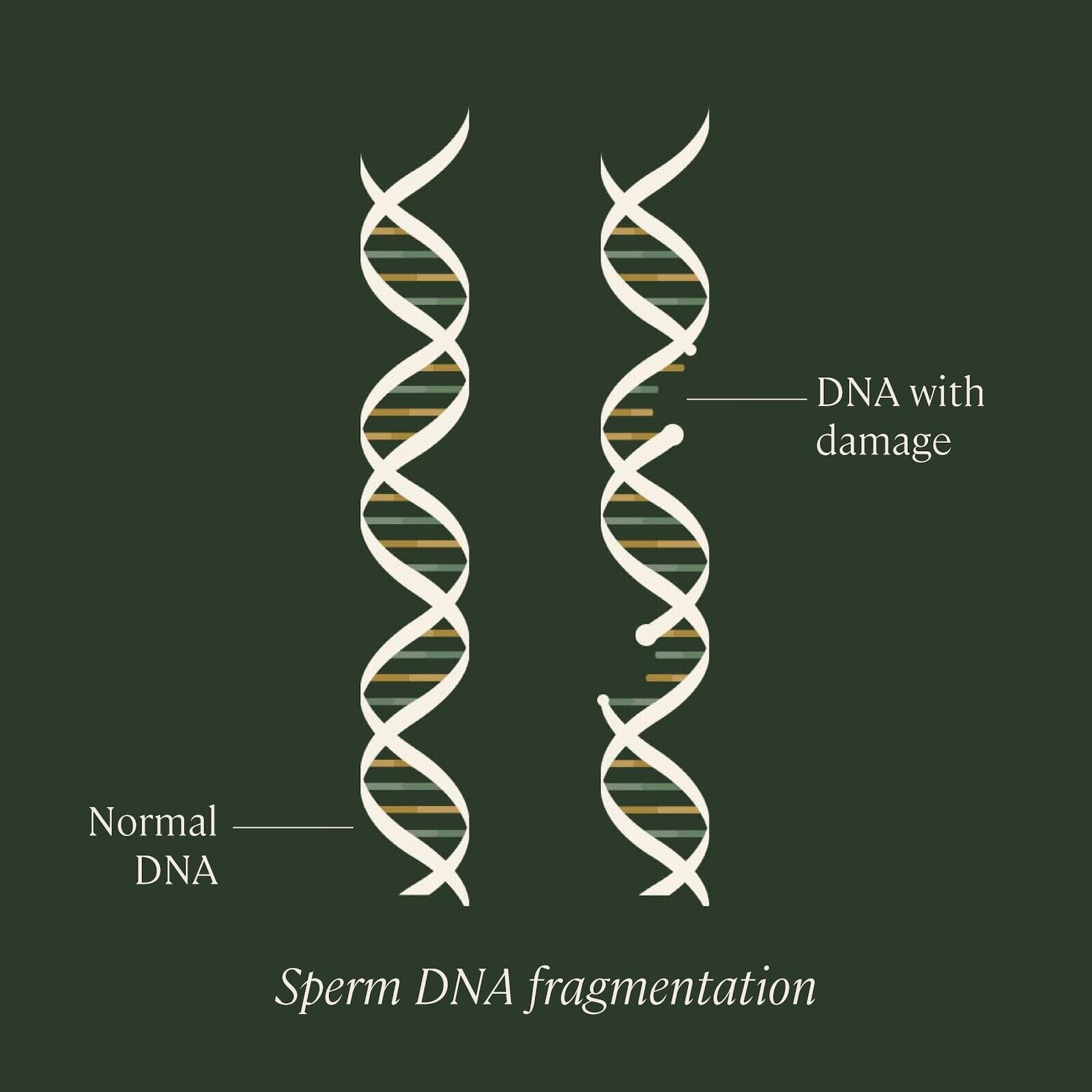 sperm-DNA-fragmentation